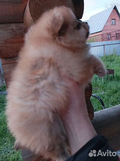 Померанский шпиц