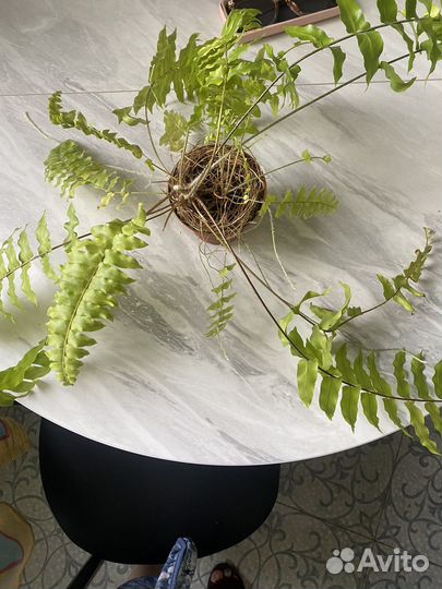 Папоротники