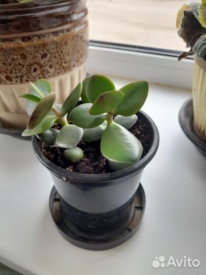 Денежное дерево (толстянка)