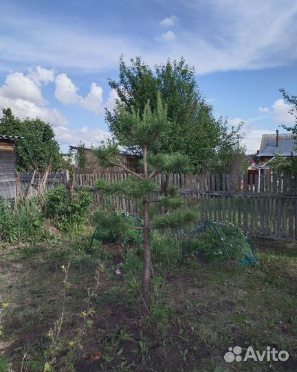 Ниваки из сосны Дан-зукури (стиль шагов)