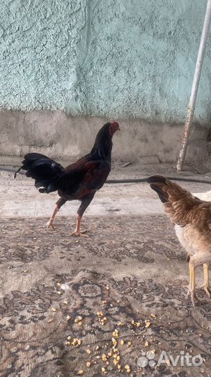 Бойцовые петухи