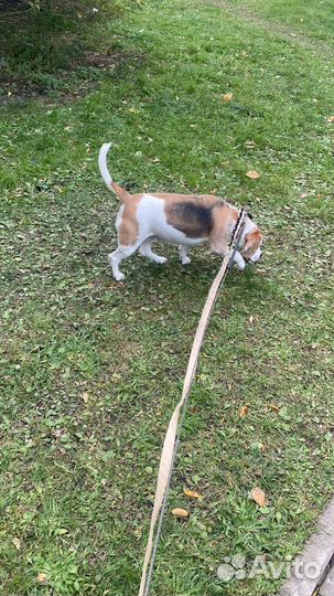 Передержка собак/кошек, зооняня, выгул