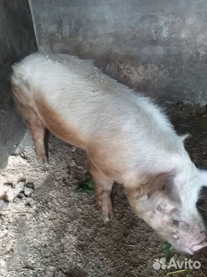 Хряк рабочий