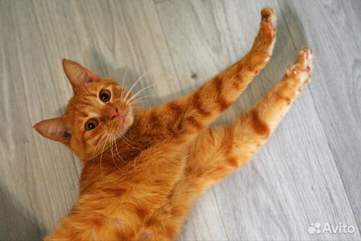 Кот ищет дом