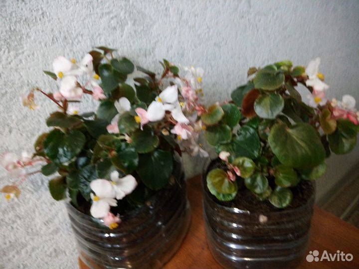 Бегония вечноцветущая