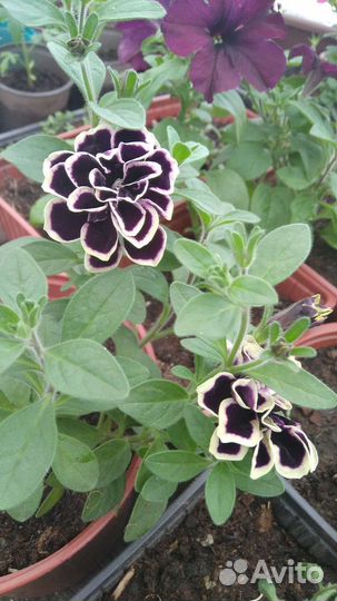 Рассада однолетних цветов