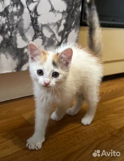 Котодетке нужен дом