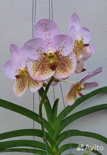 Орхидея Ванда Boonserm Beauty