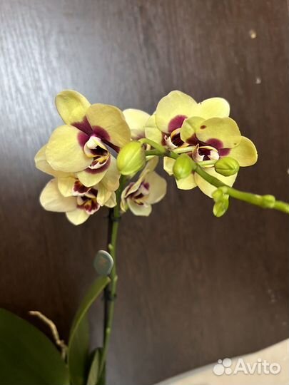 Орхидея фаленопсис сортовые
