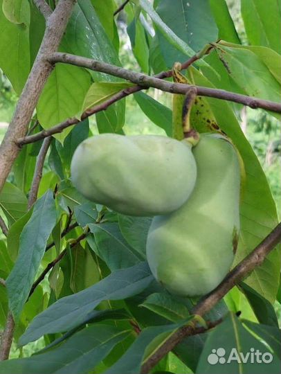 Саженцы азимина