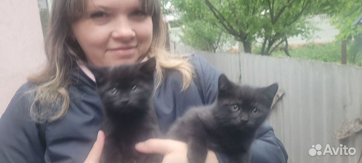 Кошка в дар