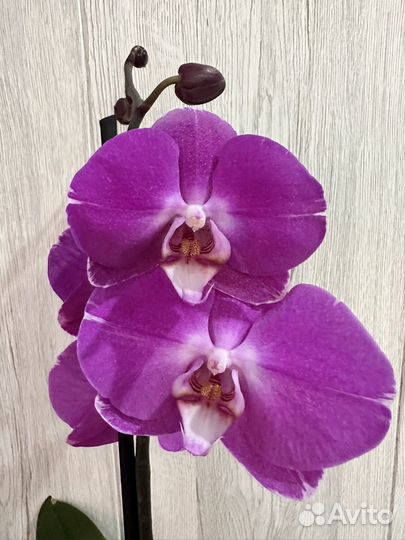 Орхидея фаленопсис