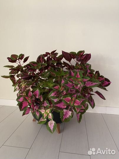 Колеусы в большом горшке