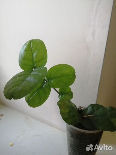 Жасмины, паветта