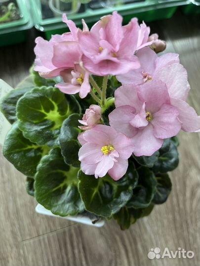 Свежесрез листики фиалка сортовая