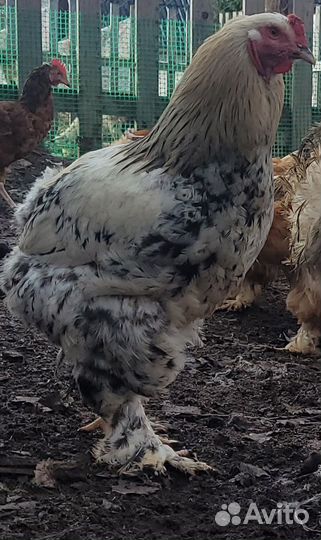 Молодые петухи