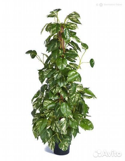 Потос куст на стволе 100 см