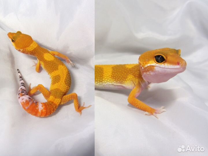 Морфные эублефары