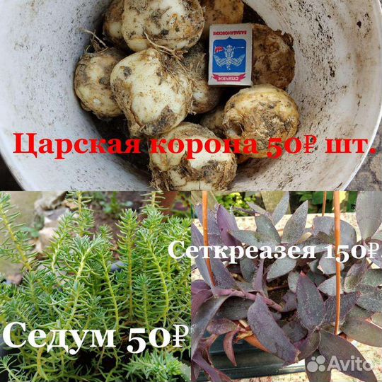 Садовые и комнатные цветы