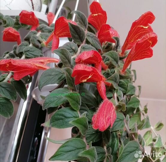 Колумнея Euphoria