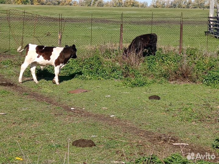 Телята бычки