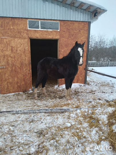 Продам Совецкую кобылу