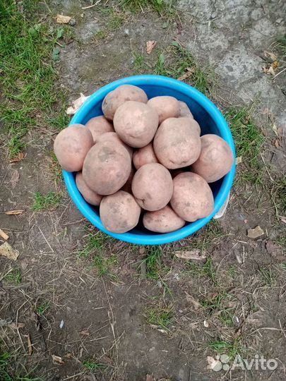 Продукты питания