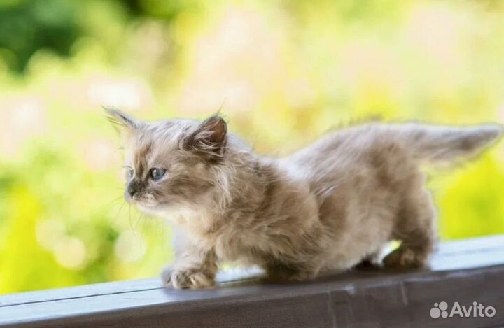 Манчкин лапочка