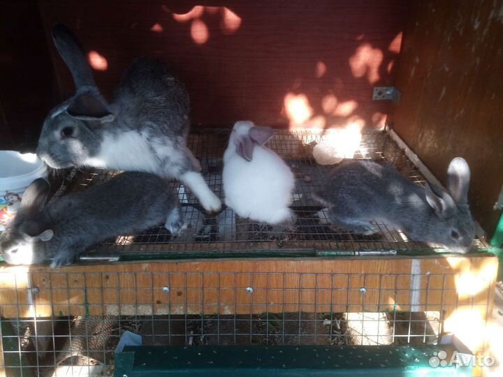 Крольчатах с крольчатами