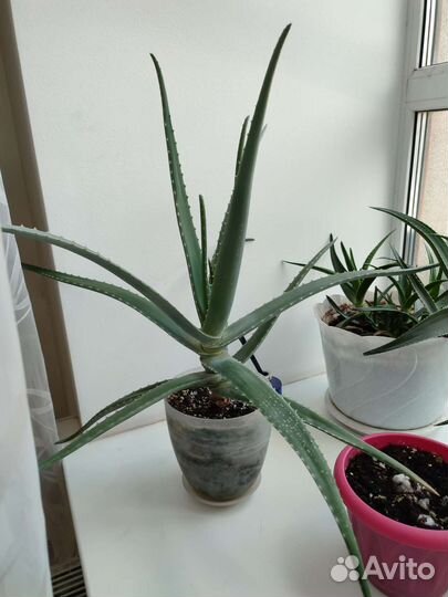Алоэ вера большой