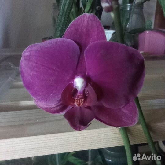 Орхидея цветущая, три цветоноса