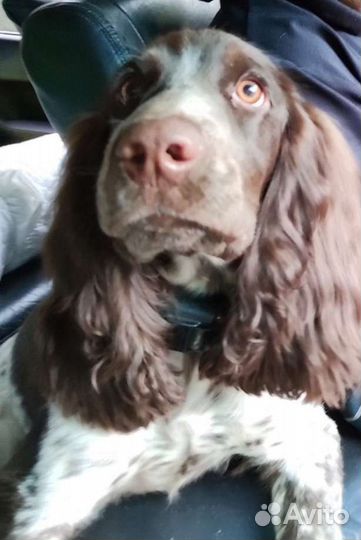 Русский спаниель