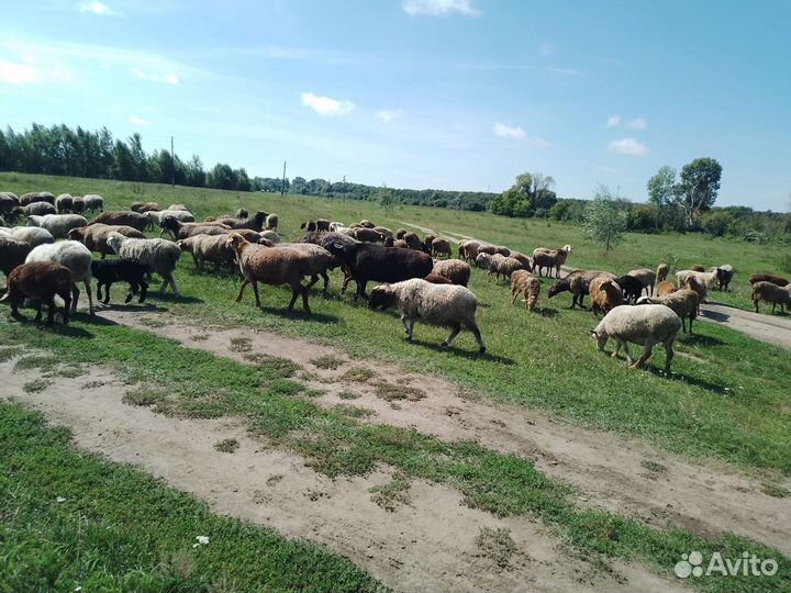 Курдючные бараны овцы
