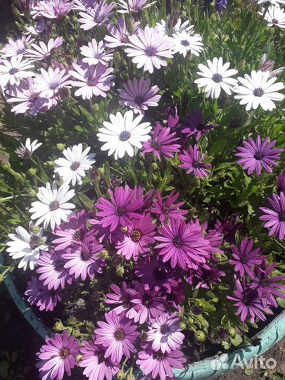 Семена Кампсиса, Остеоспермума(смесь)