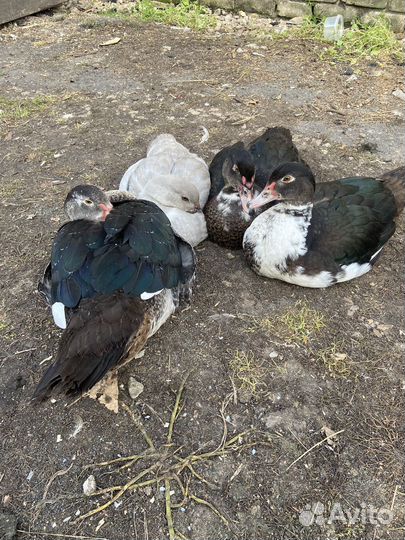 Лавандовые утки тяжелой линии