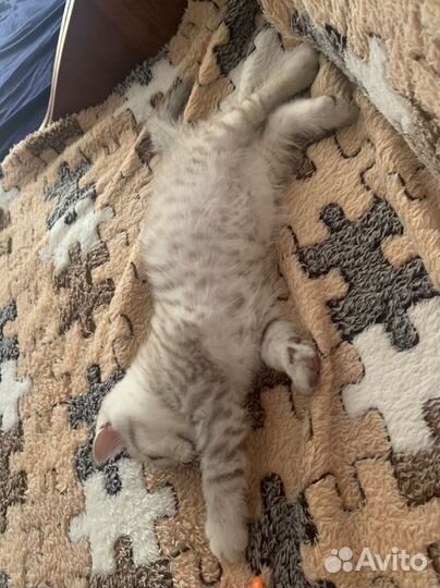 Шотландская кошка