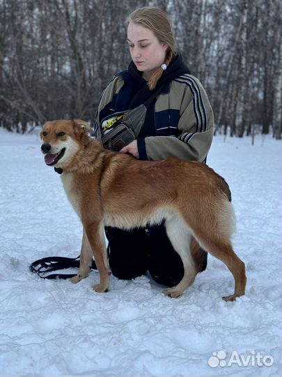 Малыш рыжик Крекер. Песик из приюта Некрасовка
