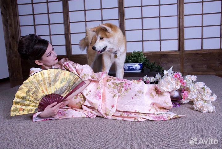 Хатико на фотосессию