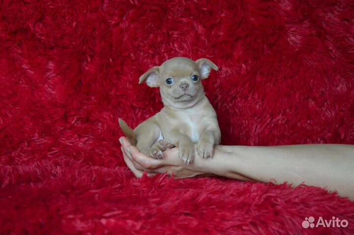 Очень красивые чиходетки