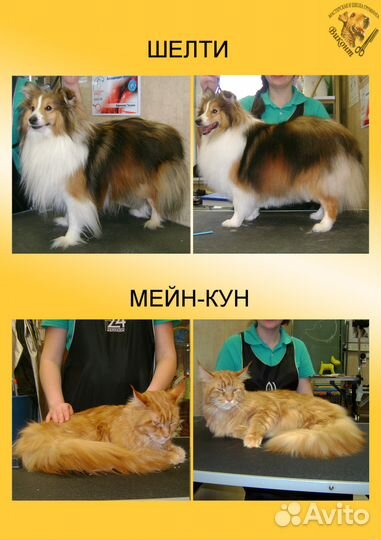 Груминг, Стрижка собак