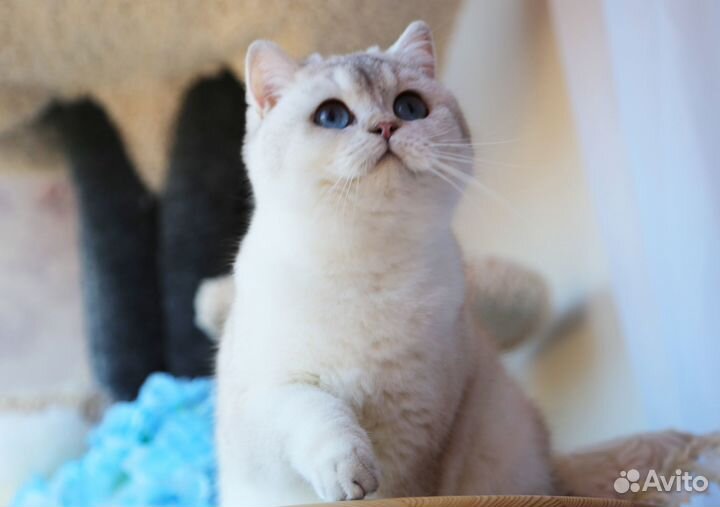 Несет циннамон И фавн, золото 12