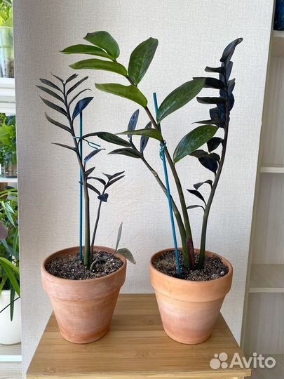 Замиокулькас черный равен в горшке