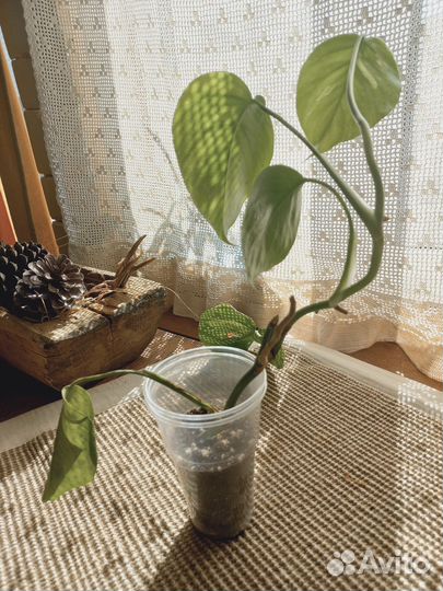 Монстера вариегатная