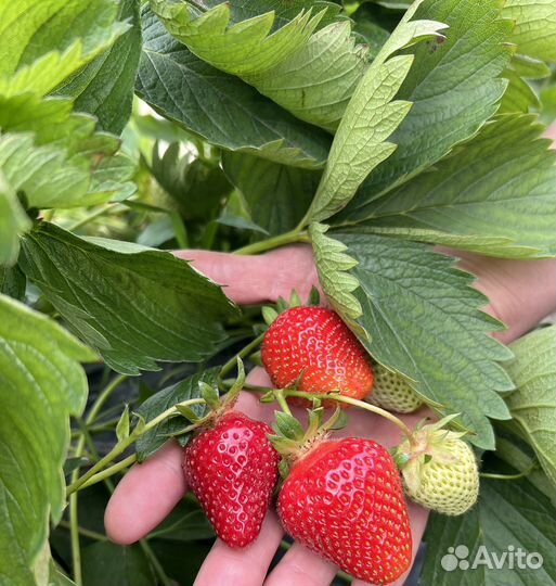 Саженцы клубники, малины, ежевики