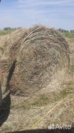 Сено свежее в тюках и рулонах этого года