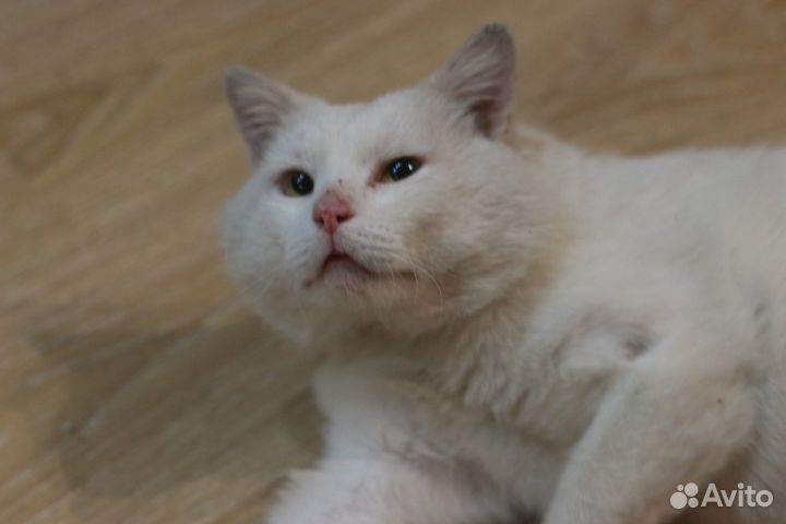 Белый котик ищет дом с возможностью гулять
