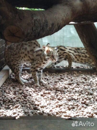 Взрослые азиатские леопардовые коты. Алк от заводч