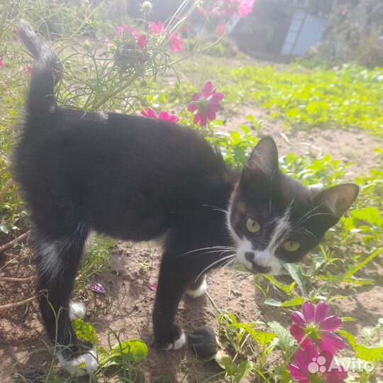 Котенок девочка