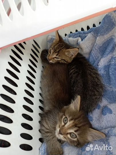 Котята