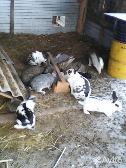 Кролики молодняк